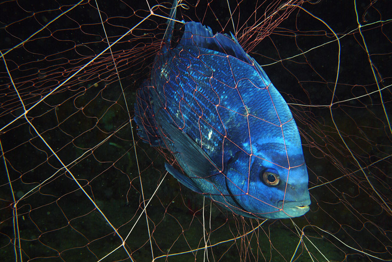 Continua la riproduzione di Spondyliosoma cantharus